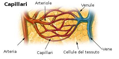 Scopri di più sull'articolo La microcircolazione in fisioterapia